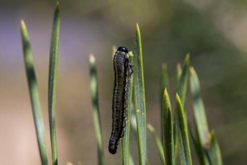 Réf. 246 866 : Neodiprion sertifer
